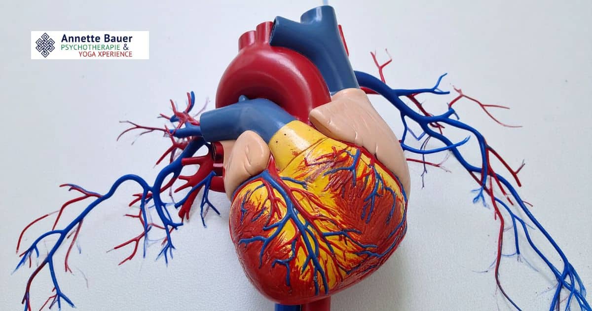 Model vom Herzen, Herz Kreislauf Yoga Annette Bauer Yoga Xperience