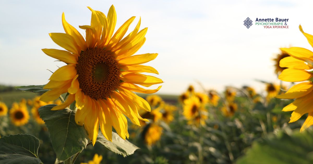 Sonneblumen, Sommer Workshop Yoga & Ayurveda Annette Bauer Yoga Xperience